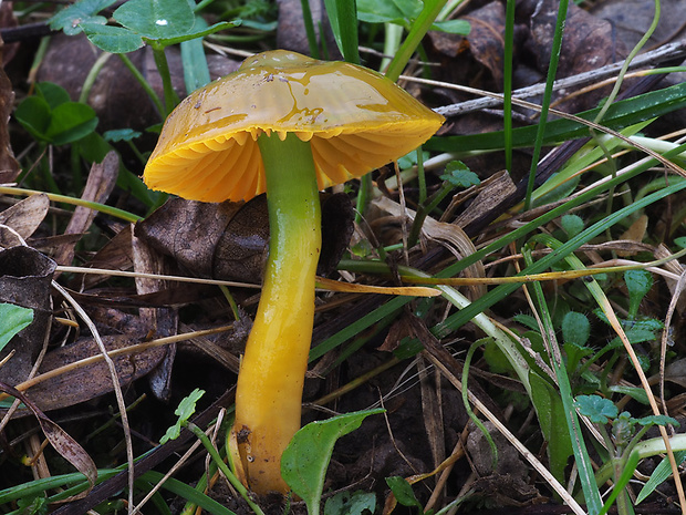 lúčnica žltozelená Gliophorus psittacinus (Schaeff.) Herink