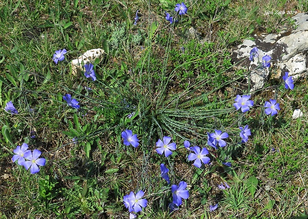 ľan Linum austriacum L. subsp. tommasinii (Rchb.) Greuter & Burdet