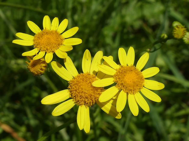 starček vodný Senecio aquaticus L.