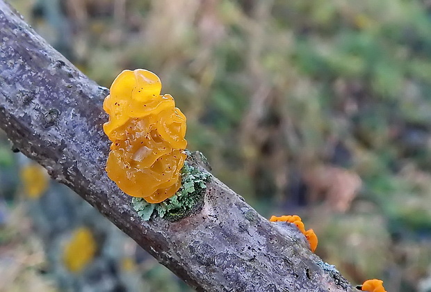 rôsolovka zlatožltá Tremella mesenterica Retz.