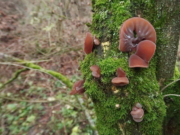 uchovec bazový Auricularia auricula-judae (Bull.) Quél.