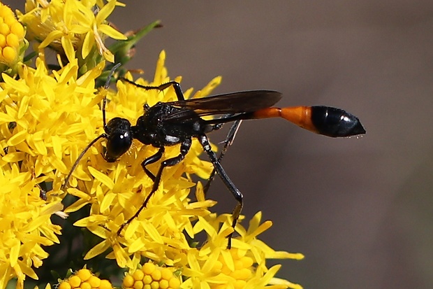 kutavka piesočná Ammophila sabulosa