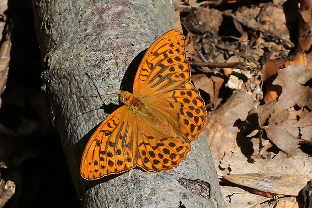 perlovec striebristopásy Argynnis paphia