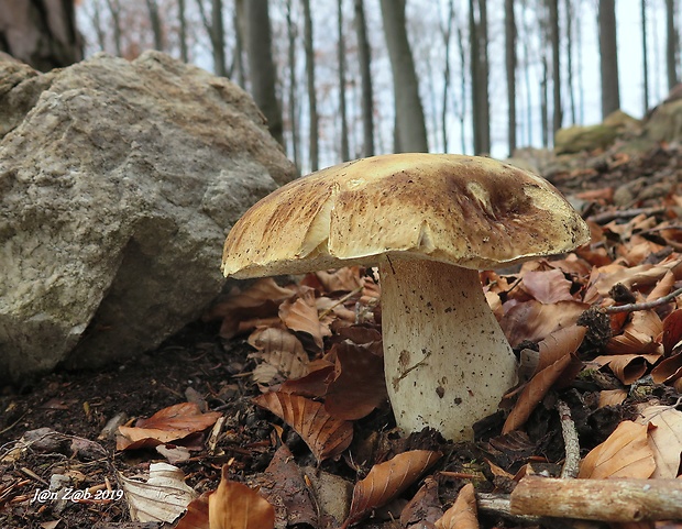 hríb smrekový Boletus edulis Bull.