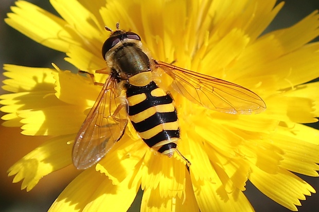 pestrica Epistrophe diaphana