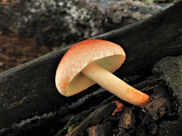 strapcovka tehlovočervená Hypholoma lateritium (Schaeff.) P. Kumm.