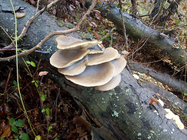 hliva buková Pleurotus pulmonarius (Fr.) Quél.