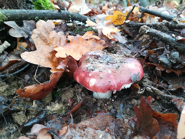 plávka Russula sp.