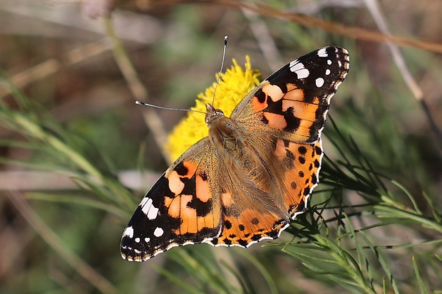 babôčka bodliaková Vanessa cardui