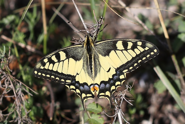 vidlochvost feniklový papilio machaon