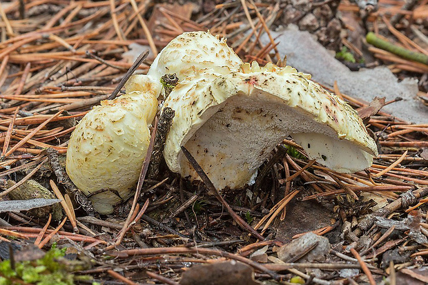 krásnopórovec červenkastý Albatrellus cf. subrubescens (Murrill) Pouzar