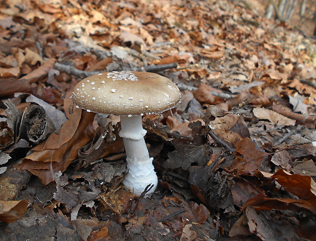 muchotrávka tigrovaná Amanita pantherina (DC.) Krombh.