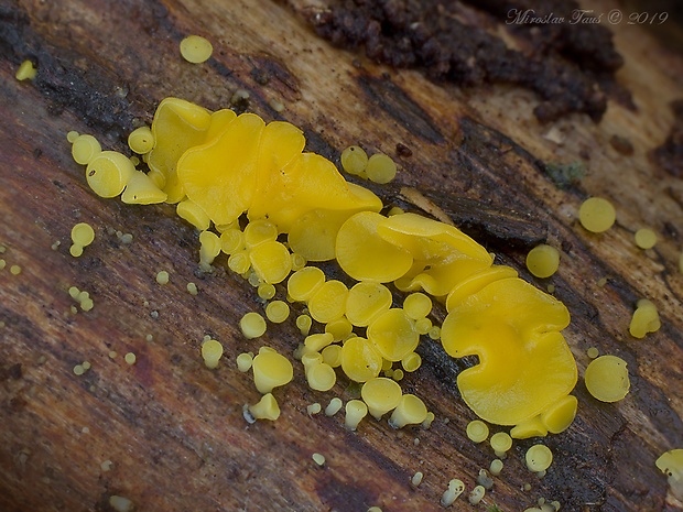 okrasník Bisporella sp.