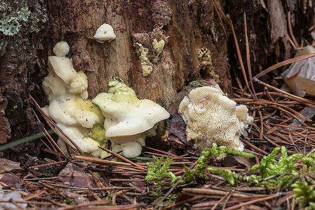 diplomitopórovec žltkastý Diplomitoporus flavescens (Bres.) Domański