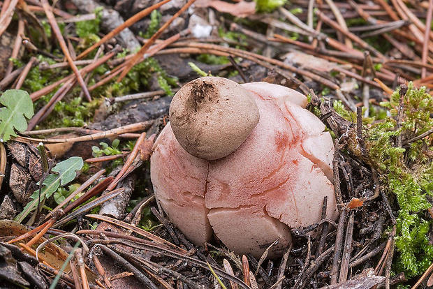 hviezdovka červenkastá Geastrum rufescens Pers.