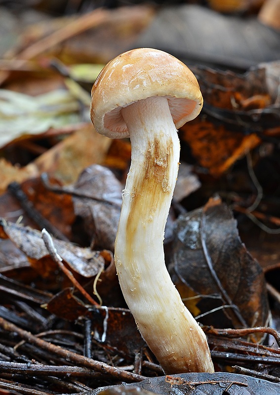 slzivka Hebeloma sp.