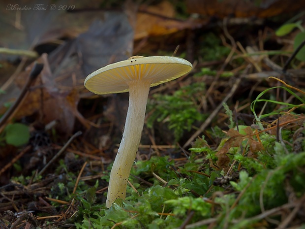 šťavnačka smrekovcová Hygrophorus lucorum Kalchbr.