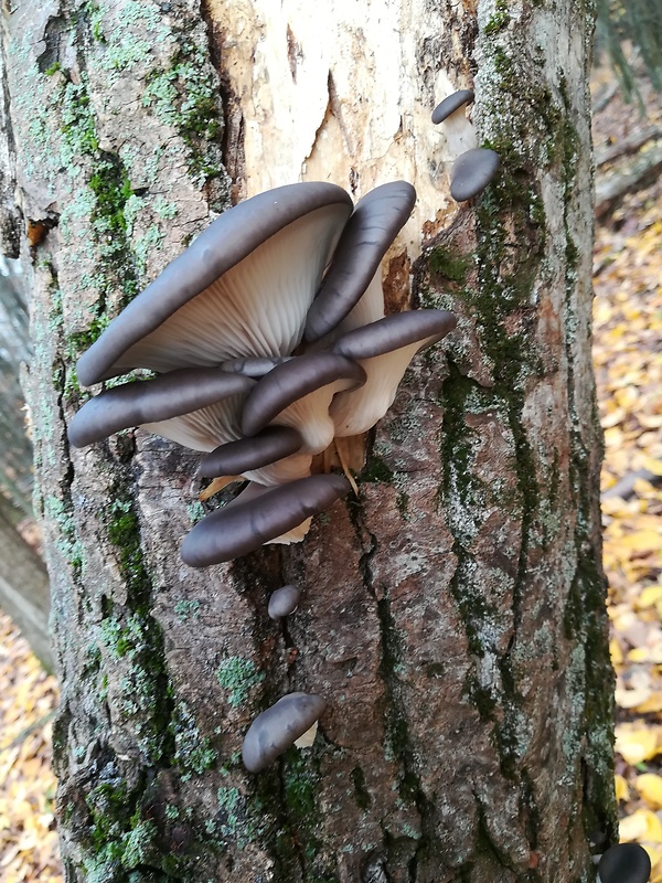 hliva ustricovitá Pleurotus ostreatus (Jacq.) P. Kumm.