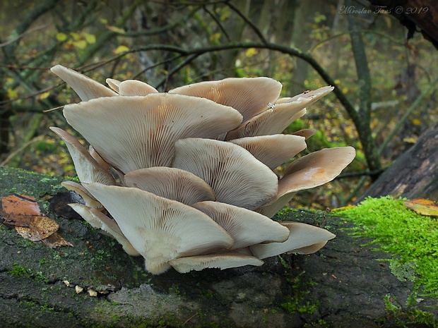 hliva ustricovitá Pleurotus ostreatus (Jacq.) P. Kumm.