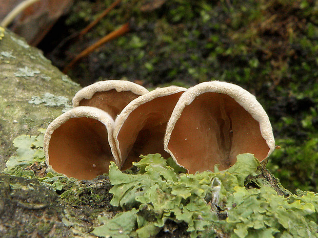 škľabka plstnatá Schizophyllum amplum (Lév.) Nakasone