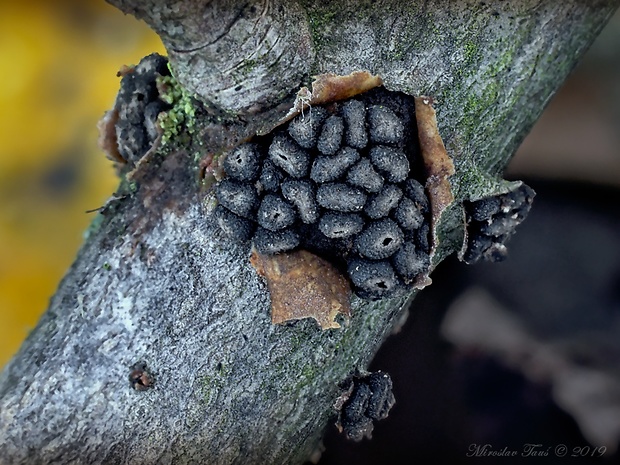 dutinovka Sclerencoelia sp.