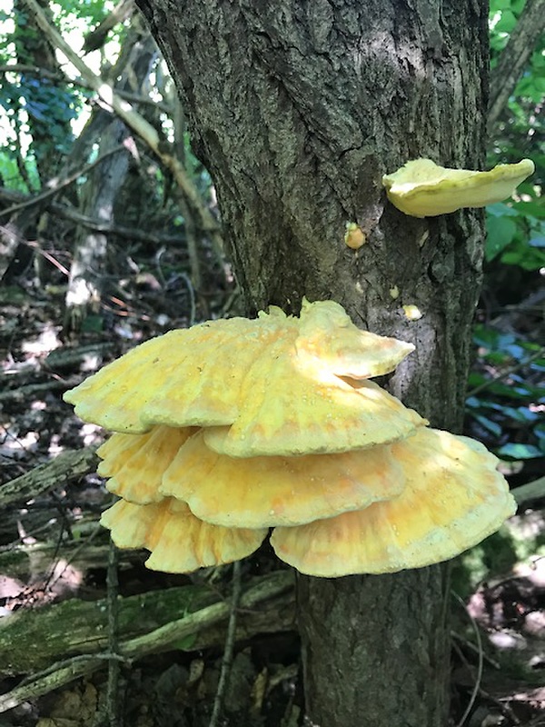 sírovec obyčajný Laetiporus sulphureus (Bull.) Murrill