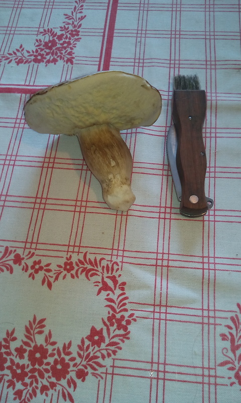 hríb smrekový Boletus edulis Bull.