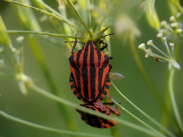 bzdocha pásavá Graphosoma lineatum