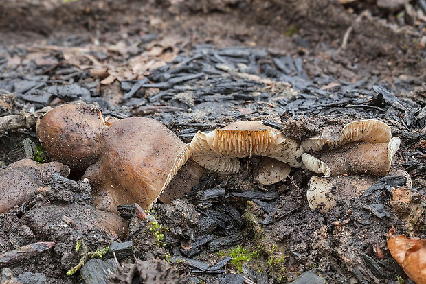 lastúrka lopatkovitá Hohenbuehelia petaloides (Bull.) Schulzer