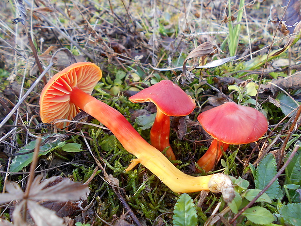 lúčnica šarlátová Hygrocybe coccinea (Schaeff.) P. Kumm.