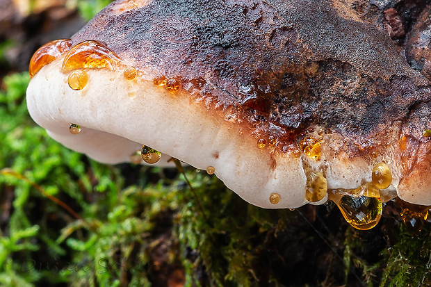 smolokôrovka buková Ischnoderma resinosum (Schrad.) P. Karst.