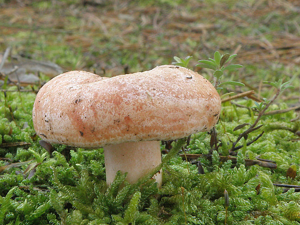 rýdzik pravý Lactarius deliciosus (L.) Gray