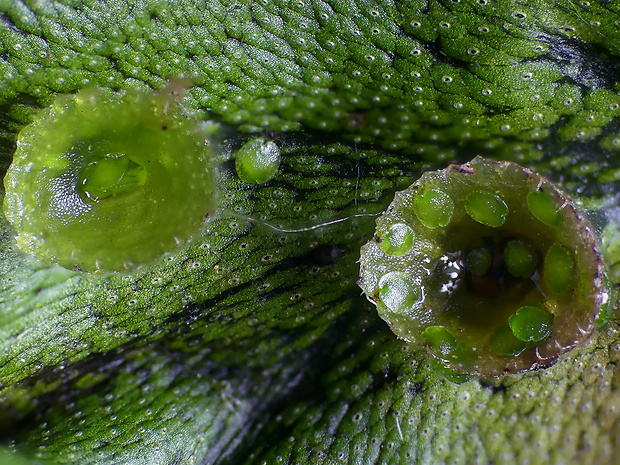 porastnica Marchantia polymorpha