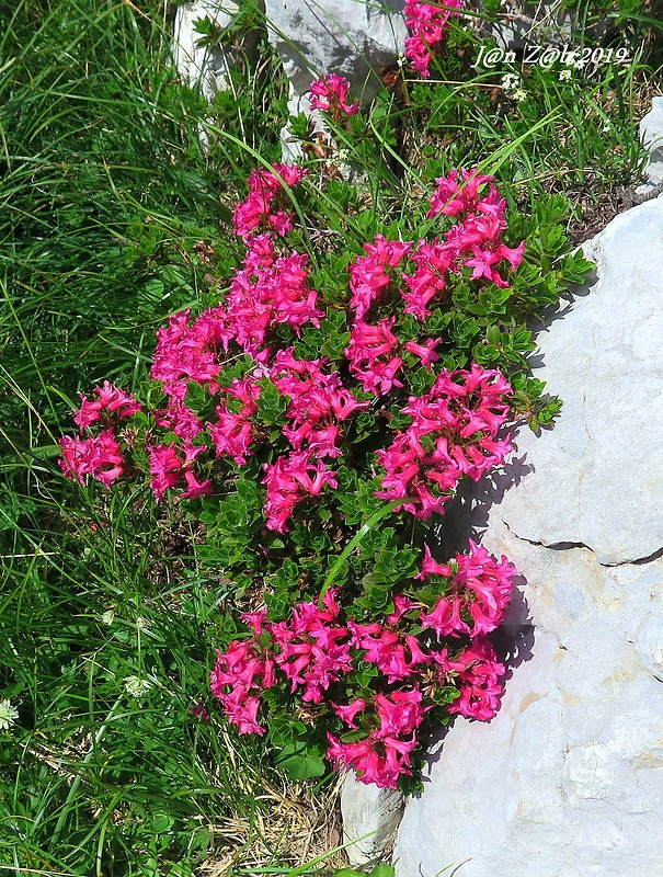 rododenderon chlpatý Rhododendron hirsutum L.