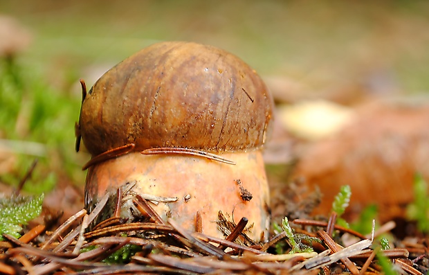 hríb zrnitohlúbikový Sutorius luridiformis (Rostk.) G. Wu & Zhu L. Yang