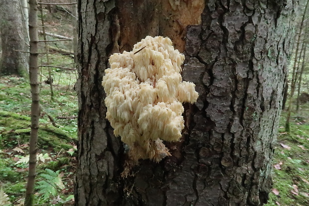 koralovec jedľový Hericium alpestre Pers.