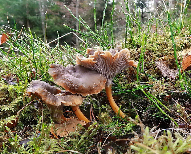 kuriatko lievikovité Craterellus tubaeformis (Fr.) Quél.