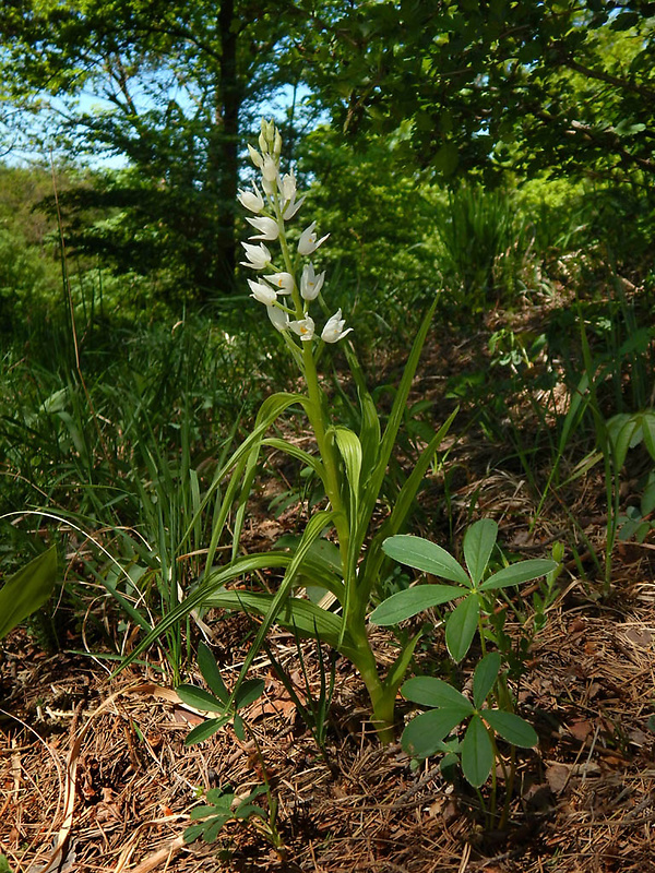 prilbovka dlholistá Cephalanthera longifolia (L.) Fritsch