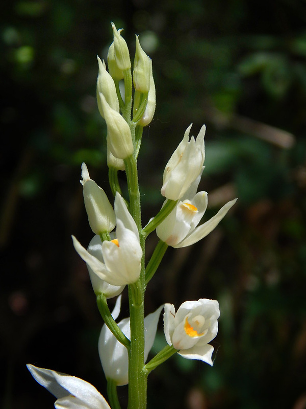 prilbovka dlholistá Cephalanthera longifolia (L.) Fritsch