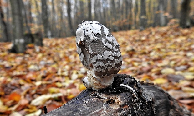 hnojník strakatý Coprinopsis picacea (Bull.) Redhead, Vilgalys & Moncalvo