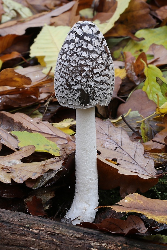 hnojník strakatý Coprinopsis picacea (Bull.) Redhead, Vilgalys & Moncalvo