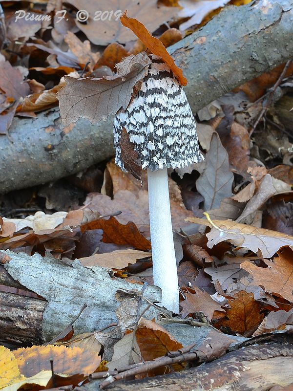 hnojník strakatý Coprinopsis picacea (Bull.) Redhead, Vilgalys & Moncalvo