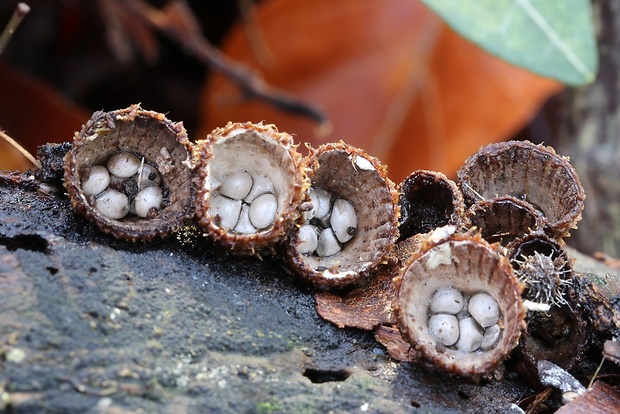 čiaškovec pásikavý Cyathus striatus (Huds.) Willd.