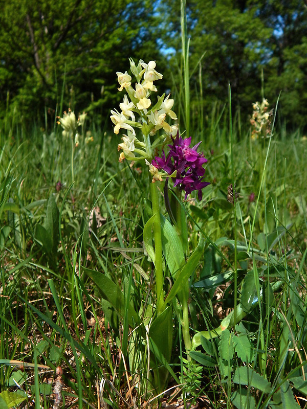 vstavačovec bazový Dactylorhiza sambucina (L.) Soó