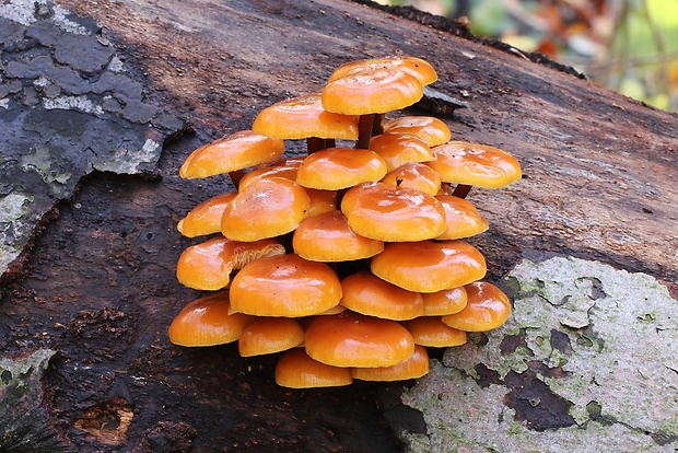 plamienka Flammulina sp.