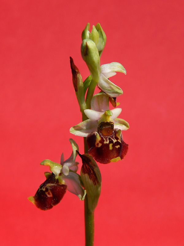 hmyzovník čmeľovitý Ophrys holoserica (Burm. F.) Greuter