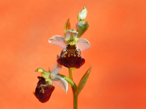 hmyzovník čmeľovitý Ophrys holoserica (Burm. F.) Greuter