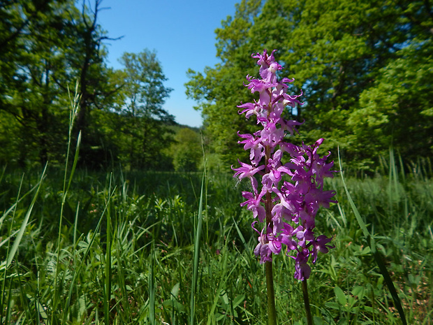 vstavač mužský poznačený Orchis mascula subsp. signifera (Vest) Soó