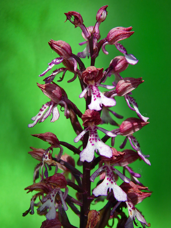 vstavač vojenský x purpurový Orchis militaris-purpurea Huds.