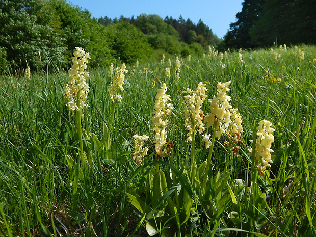 vstavač bledý Orchis pallens L.